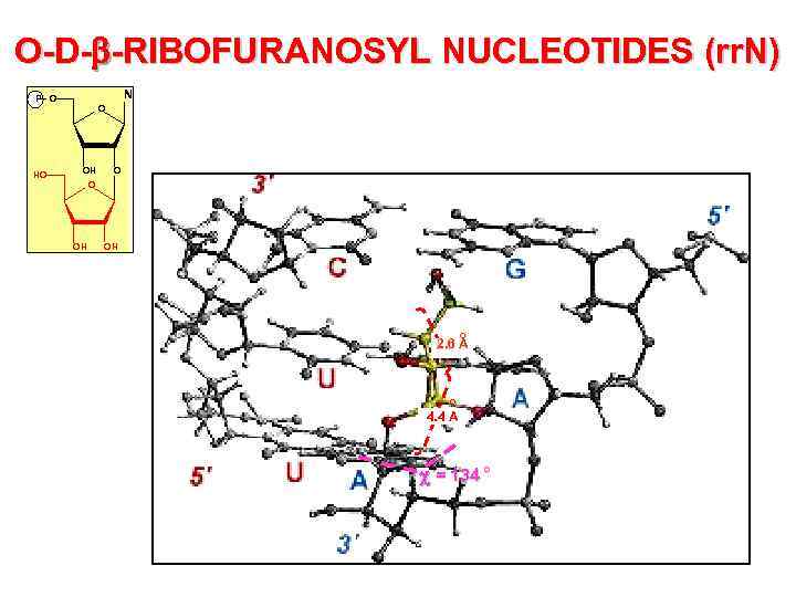 O-D- -RIBOFURANOSYL NUCLEOTIDES (rr. N) N P O HO O OH OH o 2.