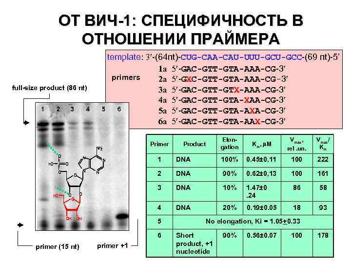ОТ ВИЧ-1: СПЕЦИФИЧНОСТЬ В ОТНОШЕНИИ ПРАЙМЕРА template: 3 -(64 nt)-CUG-CAA-CAU-UUU-GCC-(69 nt)-5’ 1 a 5