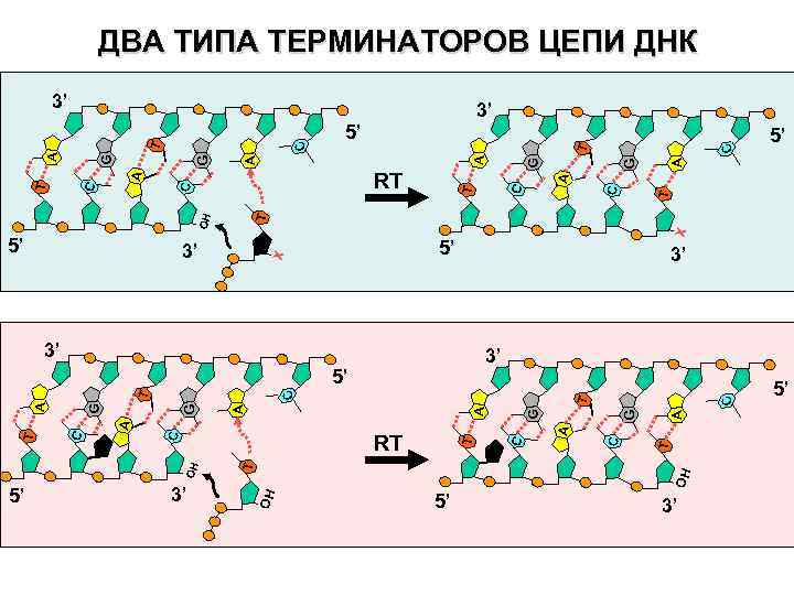 ДВА ТИПА ТЕРМИНАТОРОВ ЦЕПИ ДНК 3’ C G T C A OH OH T