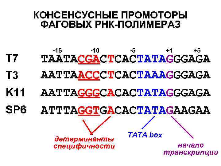 КОНСЕНСУСНЫЕ ПРОМОТОРЫ ФАГОВЫХ РНК-ПОЛИМЕРАЗ T 7 T 3 K 11 SP 6 -15 -10