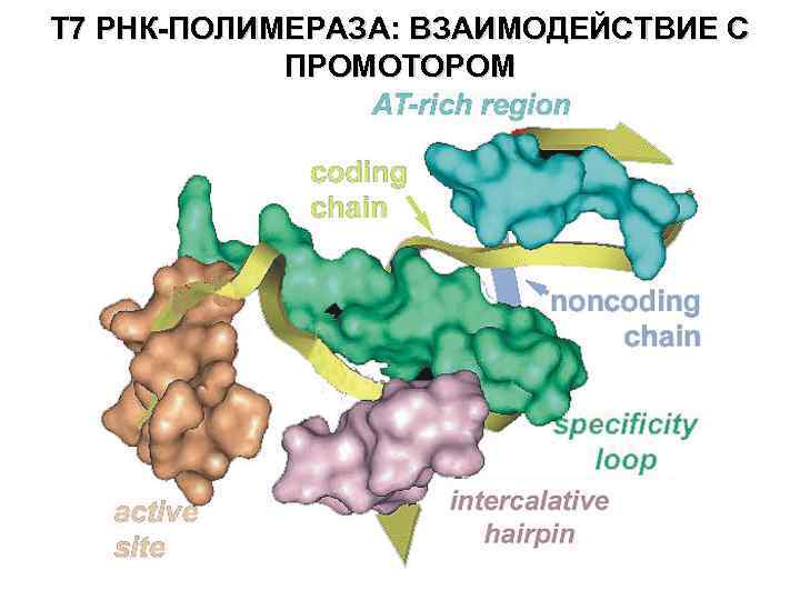 T 7 РНК-ПОЛИМЕРАЗА: ВЗАИМОДЕЙСТВИЕ С ПРОМОТОРОМ 