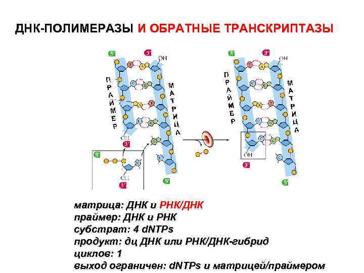 Белки матричных днк