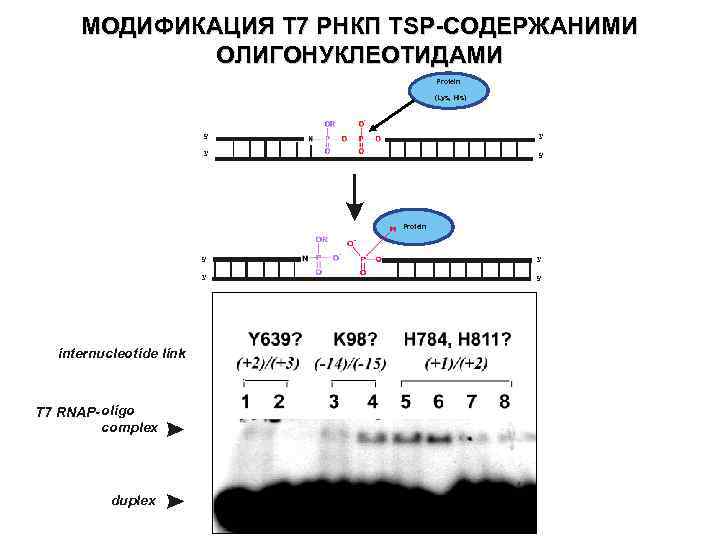 МОДИФИКАЦИЯ Т 7 РНКП TSP-СОДЕРЖАНИМИ ОЛИГОНУКЛЕОТИДАМИ Protein (Lys, His) 5’ 3’ 3’ 5’ Protein