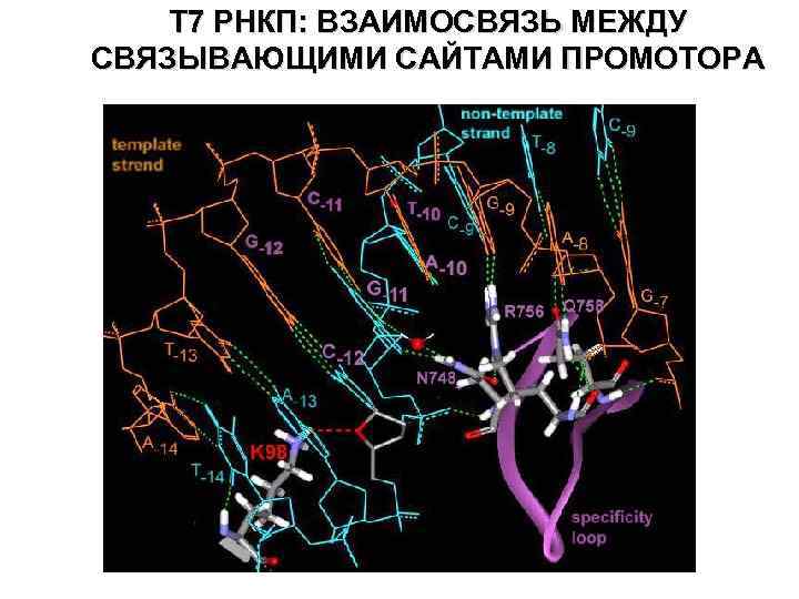 T 7 РНКП: ВЗАИМОСВЯЗЬ МЕЖДУ СВЯЗЫВАЮЩИМИ САЙТАМИ ПРОМОТОРА 