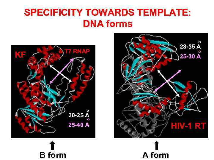 SPECIFICITY TOWARDS TEMPLATE: DNA forms o KF 28 -35 A & T 7 RNAP