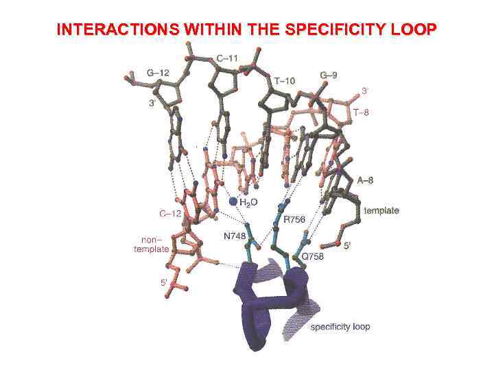 INTERACTIONS WITHIN THE SPECIFICITY LOOP 