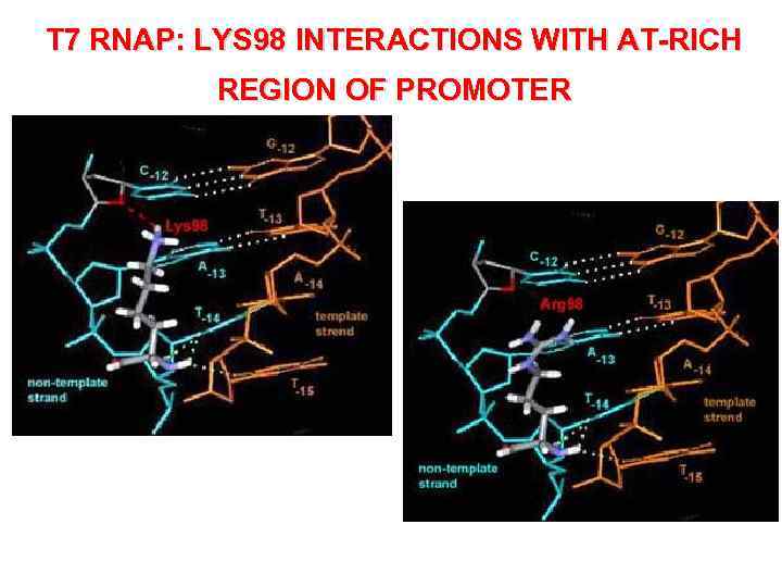 T 7 RNAP: LYS 98 INTERACTIONS WITH AT-RICH REGION OF PROMOTER 