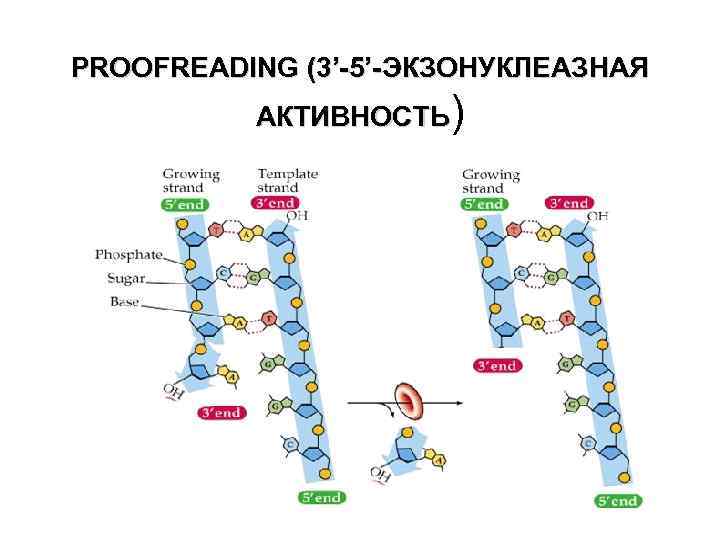 PROOFREADING (3’-5’-ЭКЗОНУКЛЕАЗНАЯ АКТИВНОСТЬ) 