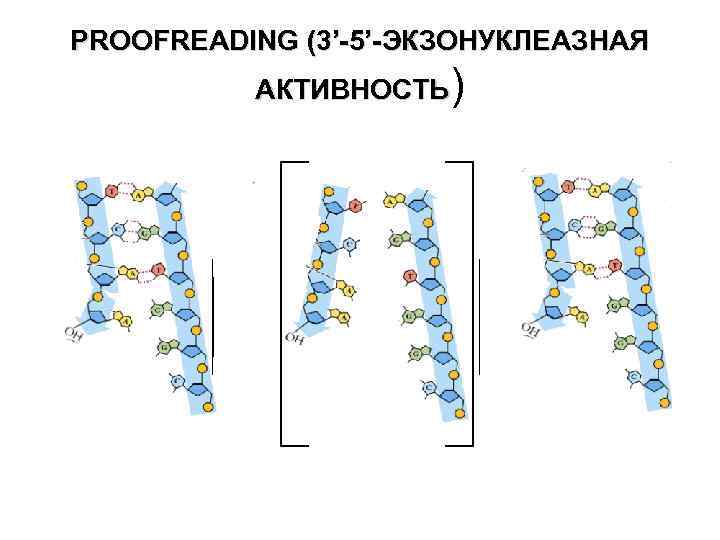 PROOFREADING (3’-5’-ЭКЗОНУКЛЕАЗНАЯ АКТИВНОСТЬ) 