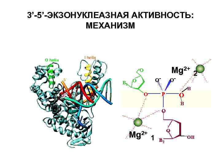 3’-5’-ЭКЗОНУКЛЕАЗНАЯ АКТИВНОСТЬ: МЕХАНИЗМ Mg 2+ 2 - O O- B 1 O O H