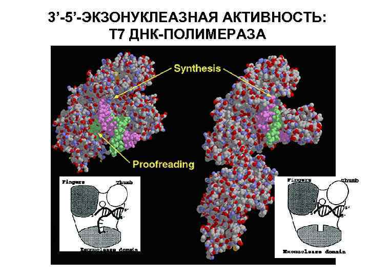 3’-5’-ЭКЗОНУКЛЕАЗНАЯ АКТИВНОСТЬ: Т 7 ДНК-ПОЛИМЕРАЗА 