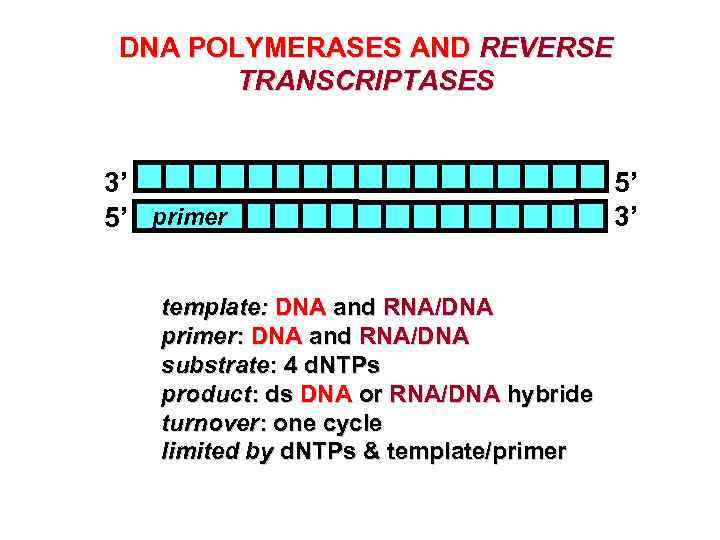 DNA POLYMERASES AND REVERSE TRANSCRIPTASES 3’ 5’ primer template: DNA and RNA/DNA primer: DNA