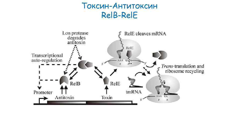 Токсин-Антитоксин Rel. B-Rel. E 