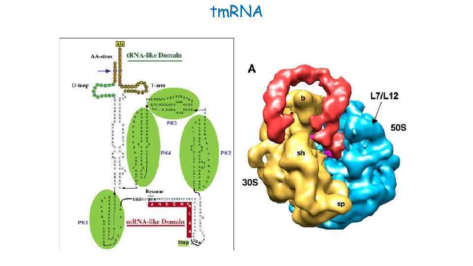 tm. RNA 