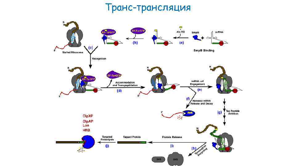 Транс-трансляция 