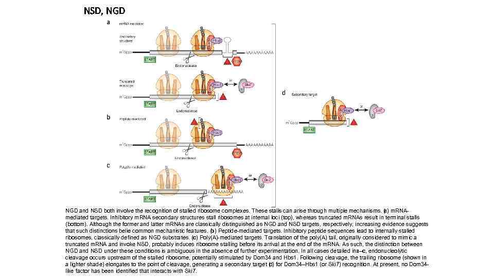 NSD, NGD and NSD both involve the recognition of stalled ribosome complexes. These stalls