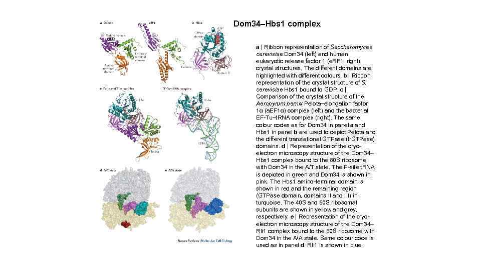 Dom 34–Hbs 1 complex a | Ribbon representation of Saccharomyces cerevisiae Dom 34 (left)