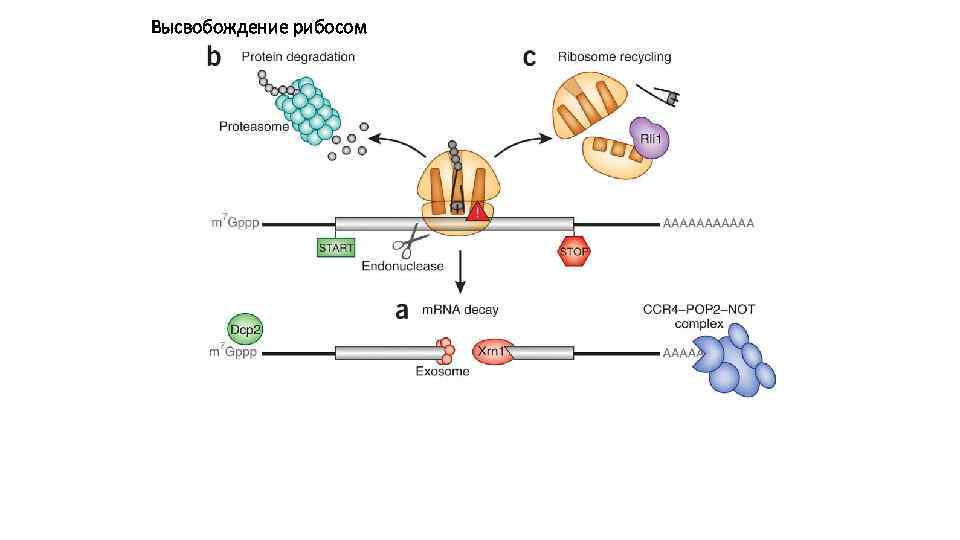 Высвобождение рибосом Following the recognition of NMD, NGD or NSD ribosome complexes, at least