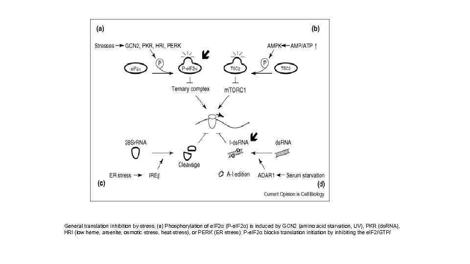 General translation inhibition by stress. (a) Phosphorylation of e. IF 2α (P-e. IF 2α)