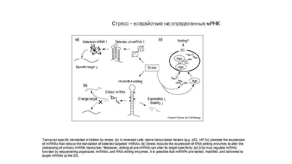 Стресс – воздействие на определенные м. РНК Transcript specific translation inhibition by stress. (a)