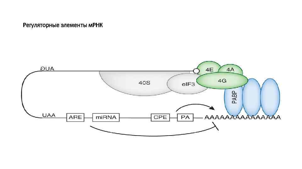 Регуляторные элементы м. РНК 