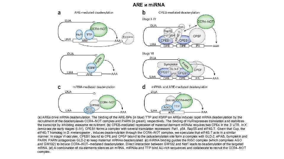 АRЕ и mi. RNA (a) AREs drive m. RNA deadenylation. The binding of the
