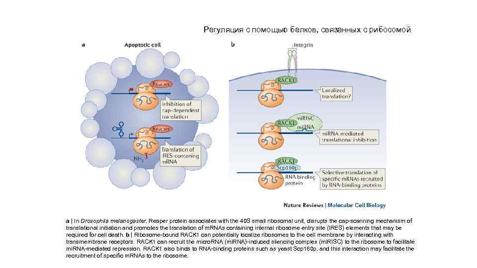 Регуляция с помощью белков, связанных с рибосомой a | In Drosophila melanogaster, Reaper protein