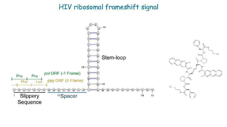 HIV ribosomal frameshift signal 