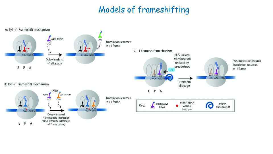 Models of frameshifting 