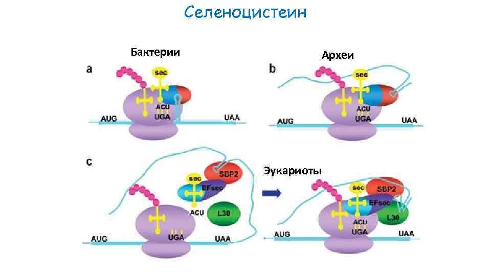 Селеноцистеин Бактерии Археи Эукариоты 