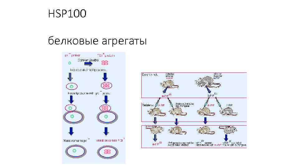 HSP 100 белковые агрегаты 