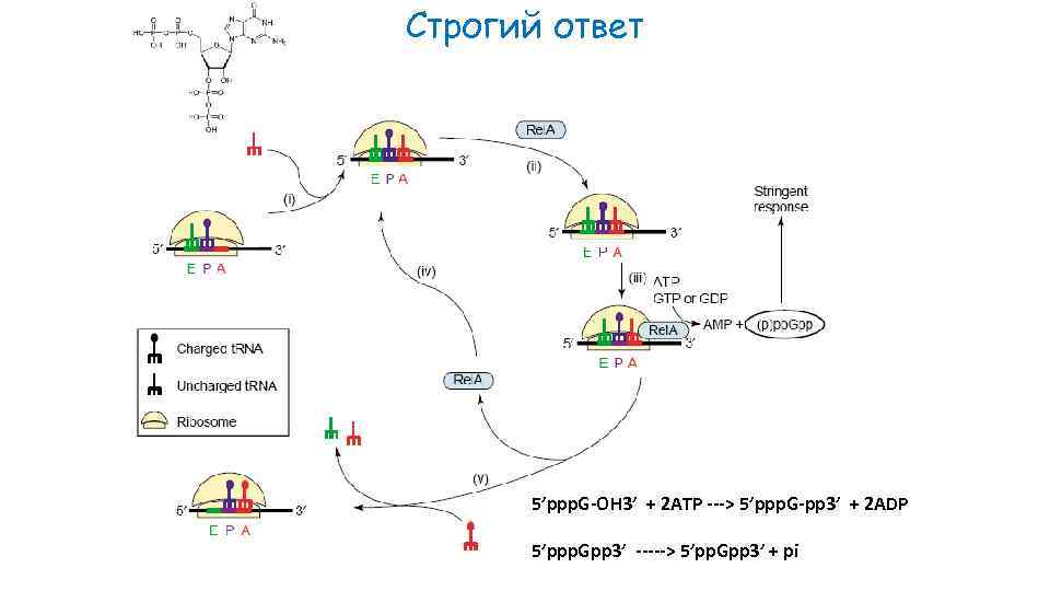 Строгий ответ 5’ppp. G-OH 3’ + 2 ATP ---> 5’ppp. G-pp 3’ + 2