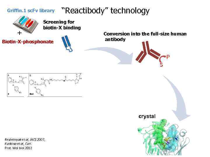 Griffin. 1 sc. Fv library + “Reactibody” technology Screening for biotin-X binding Biotin-X-phosphonate Conversion