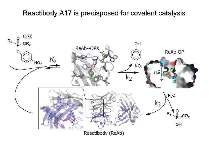 Reactibody A 17 is predisposed for covalent catalysis. 