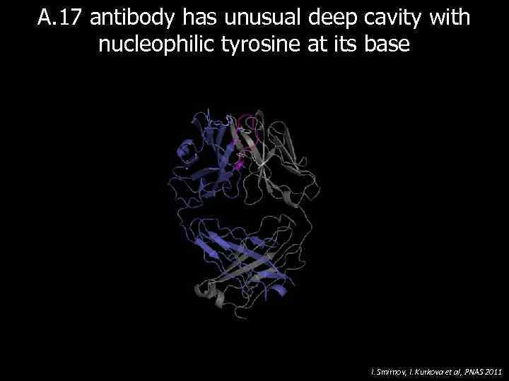 A. 17 antibody has unusual deep cavity with nucleophilic tyrosine at its base I.