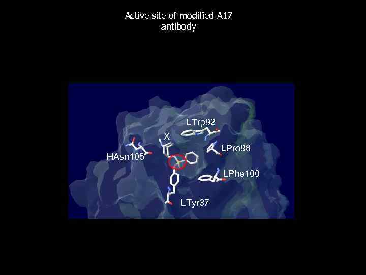 Active site of modified A 17 antibody LTrp 92 X LPro 98 HAsn 105
