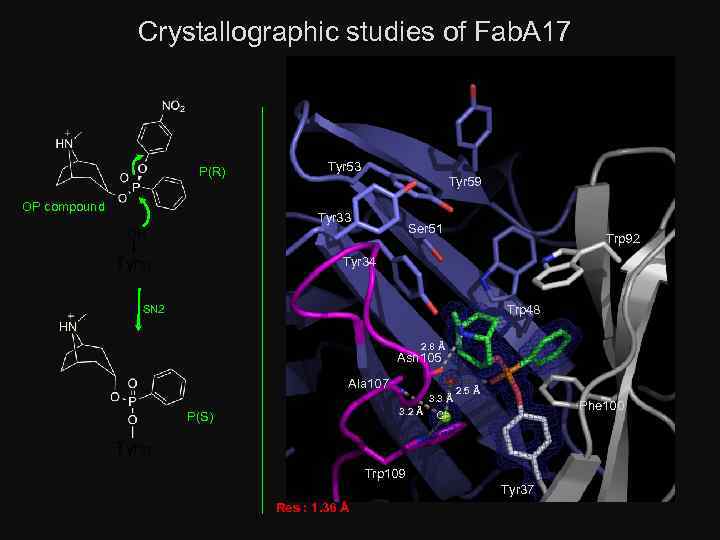 Crystallographic studies of Fab. A 17 P(R) OP compound Tyr 53 Tyr 59 Tyr