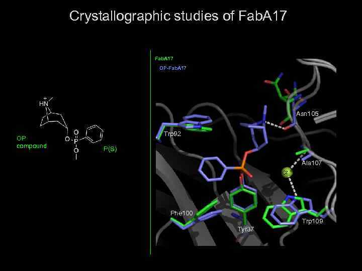 Crystallographic studies of Fab. A 17 OP-Fab. A 17 Asn 105 Trp 92 OP