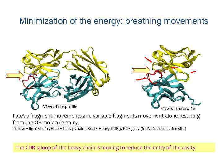 Minimization of the energy: breathing movements View of the profile Fab. A 17 fragment