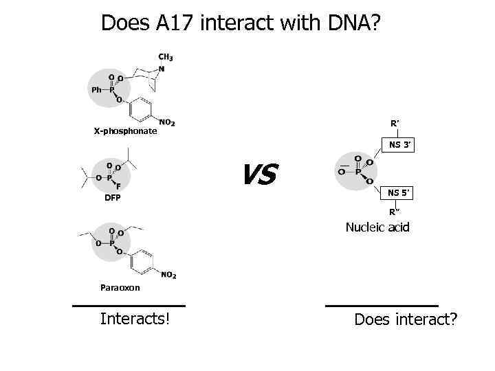 Does A 17 interact with DNA? R’ X-phosphonate NS 3’ VS DFP NS 5’
