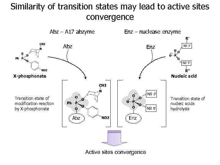 Similarity of transition states may lead to active sites convergence Abz – A 17