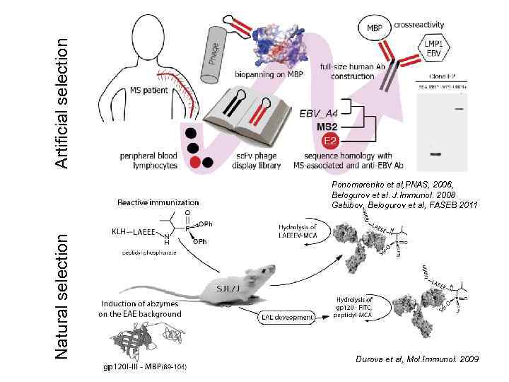Artificial selection Natural selection Ponomarenko et al, PNAS, 2006, Belogurov et al. J. Immunol.