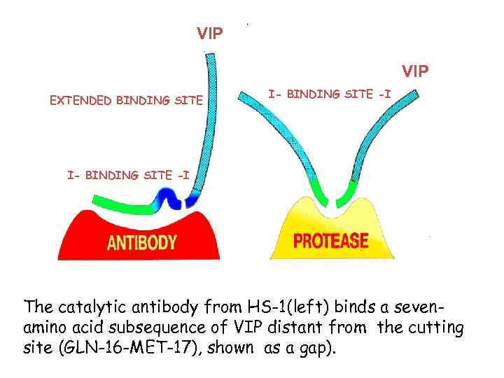 VIP EXTENDED BINDING SITE I- BINDING SITE -I The catalytic antibody from HS-1(left) binds