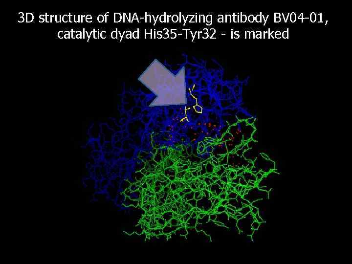 3 D structure of DNA-hydrolyzing antibody BV 04 -01, catalytic dyad His 35 -Tyr