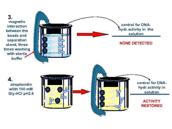 3. magnetic interaction between the beads and separation stand, three times washing with sterile