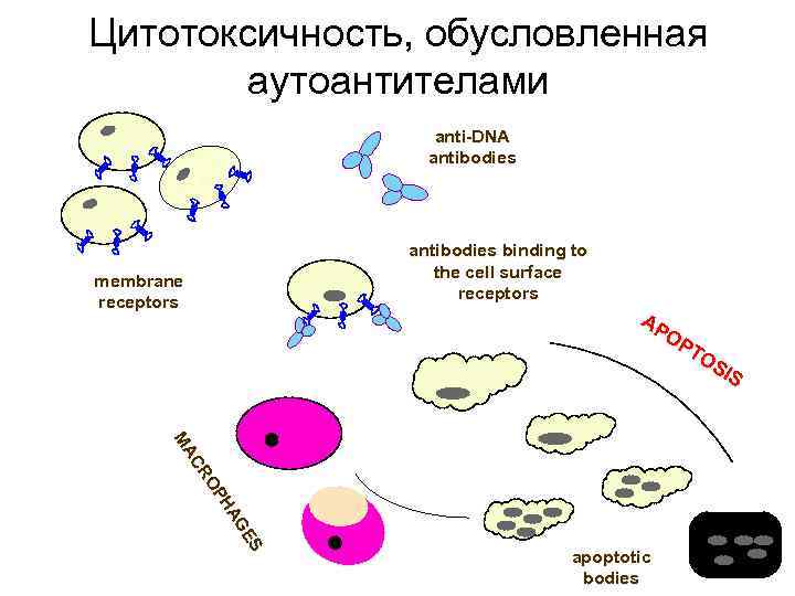 Цитотоксичность, обусловленная аутоантителами anti-DNA antibodies membrane receptors antibodies binding to the cell surface receptors