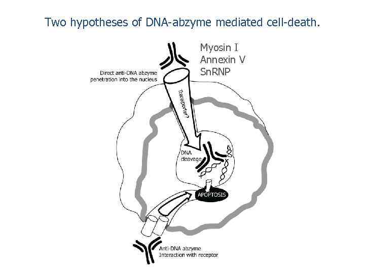 Two hypotheses of DNA-abzyme mediated cell-death. Myosin I Annexin V Sn. RNP 