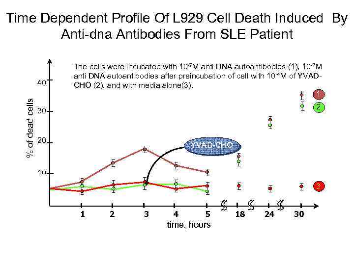 Time Dependent Profile Of L 929 Cell Death Induced By Anti-dna Antibodies From SLE