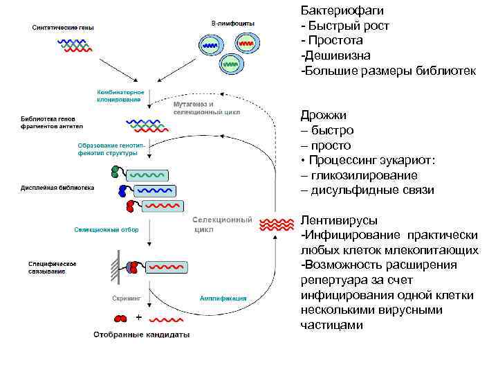 Бактериофаги - Быстрый рост - Простота -Дешивизна -Большие размеры библиотек Дрожжи – быстро –