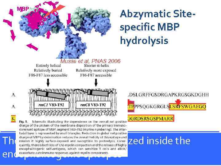 MBP Abzymatic Sitespecific MBP hydrolysis Musse et al, PNAS 2006 Analysis of major MBP